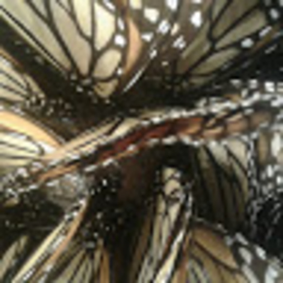 Meet your Posher, Deanne - Picture 1 of 1